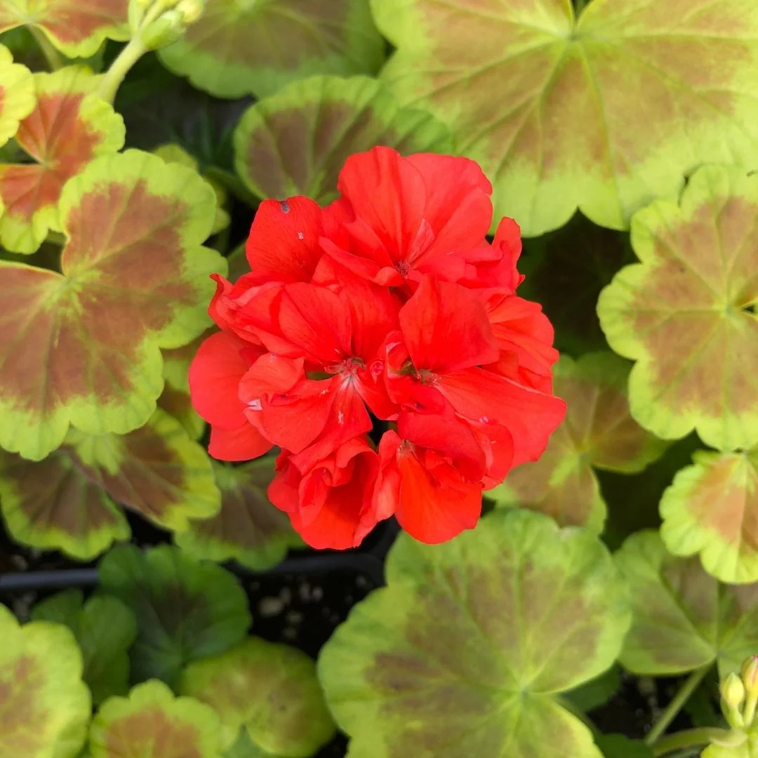 Geranium | Fancy Leaf Occold Shield - Image 2
