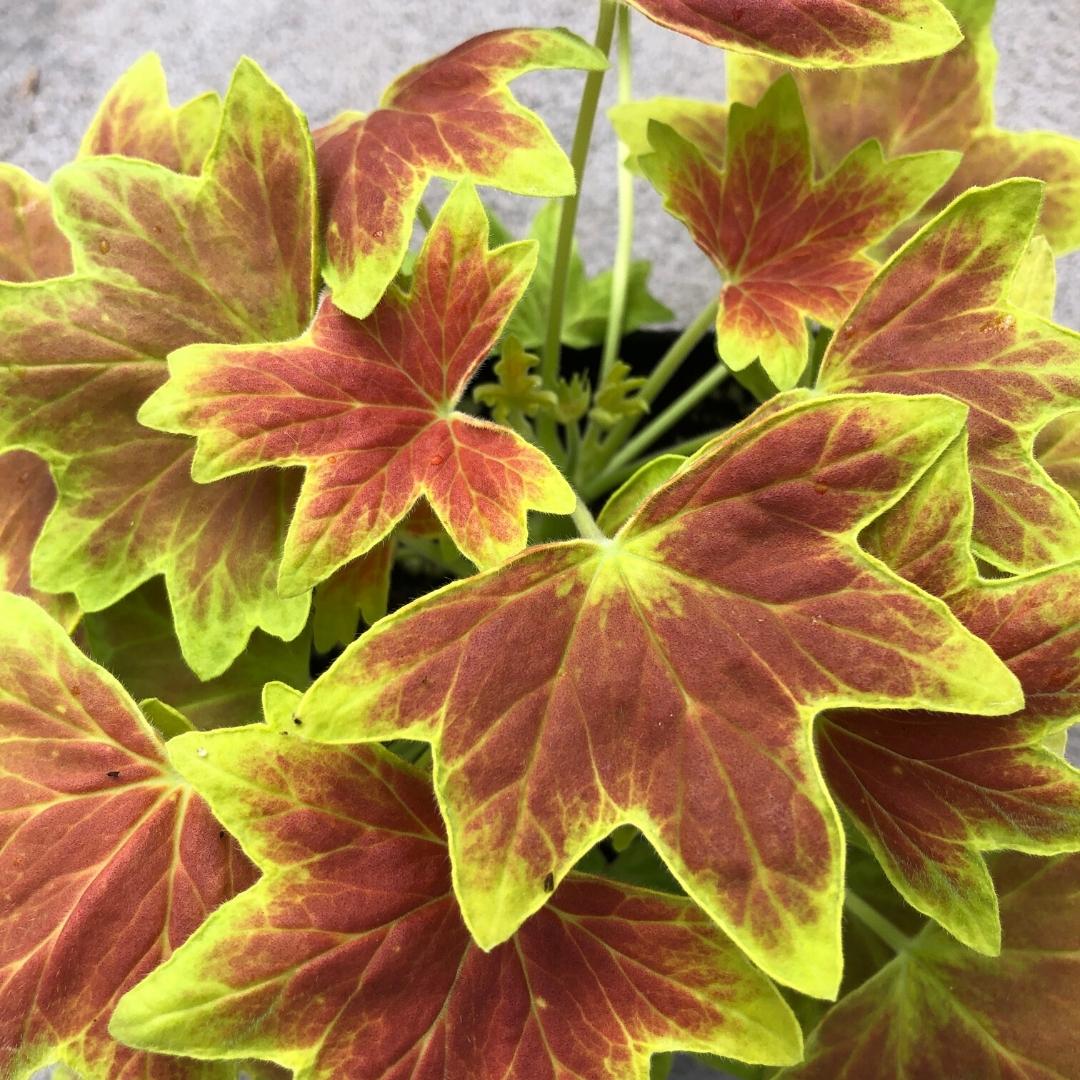 Geranium | Fancy Leaf Vancouver Centennial
