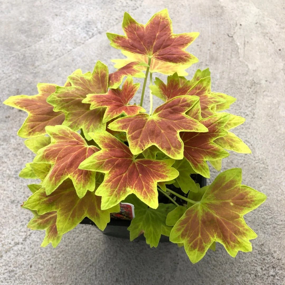Geranium | Fancy Leaf Vancouver Centennial - Image 2