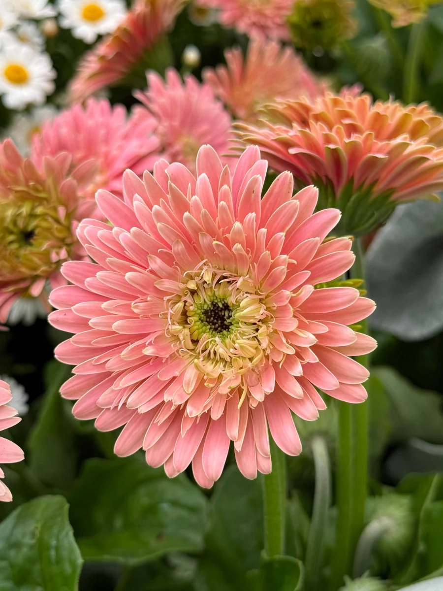 Gerbera Daisy Garvinea Majestic Light Pink Qt. - Image 2