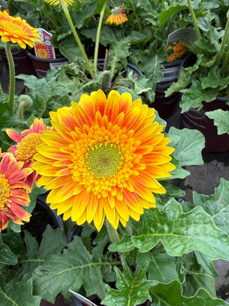 Gerbera Daisy Garvinea 'Sweet Blaze' 1G - Image 2