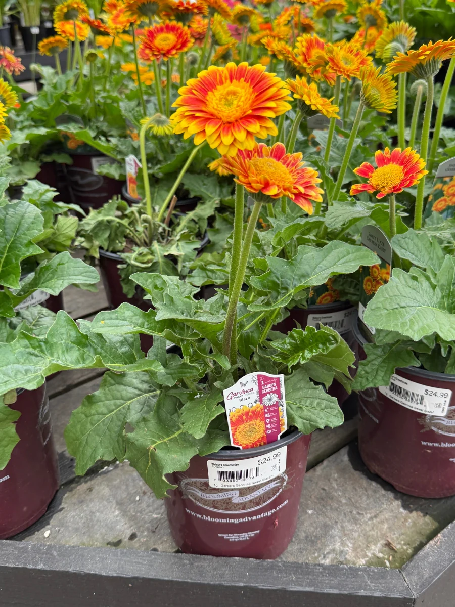 Gerbera Daisy Garvinea 'Sweet Blaze' 1G - Image 3