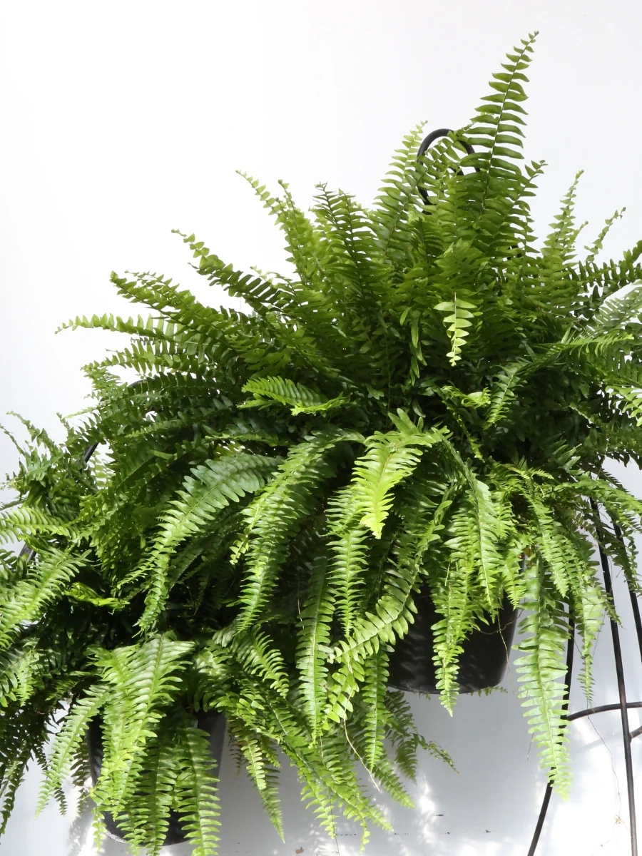 Hanging Basket | Boston Fern 10" - Image 3