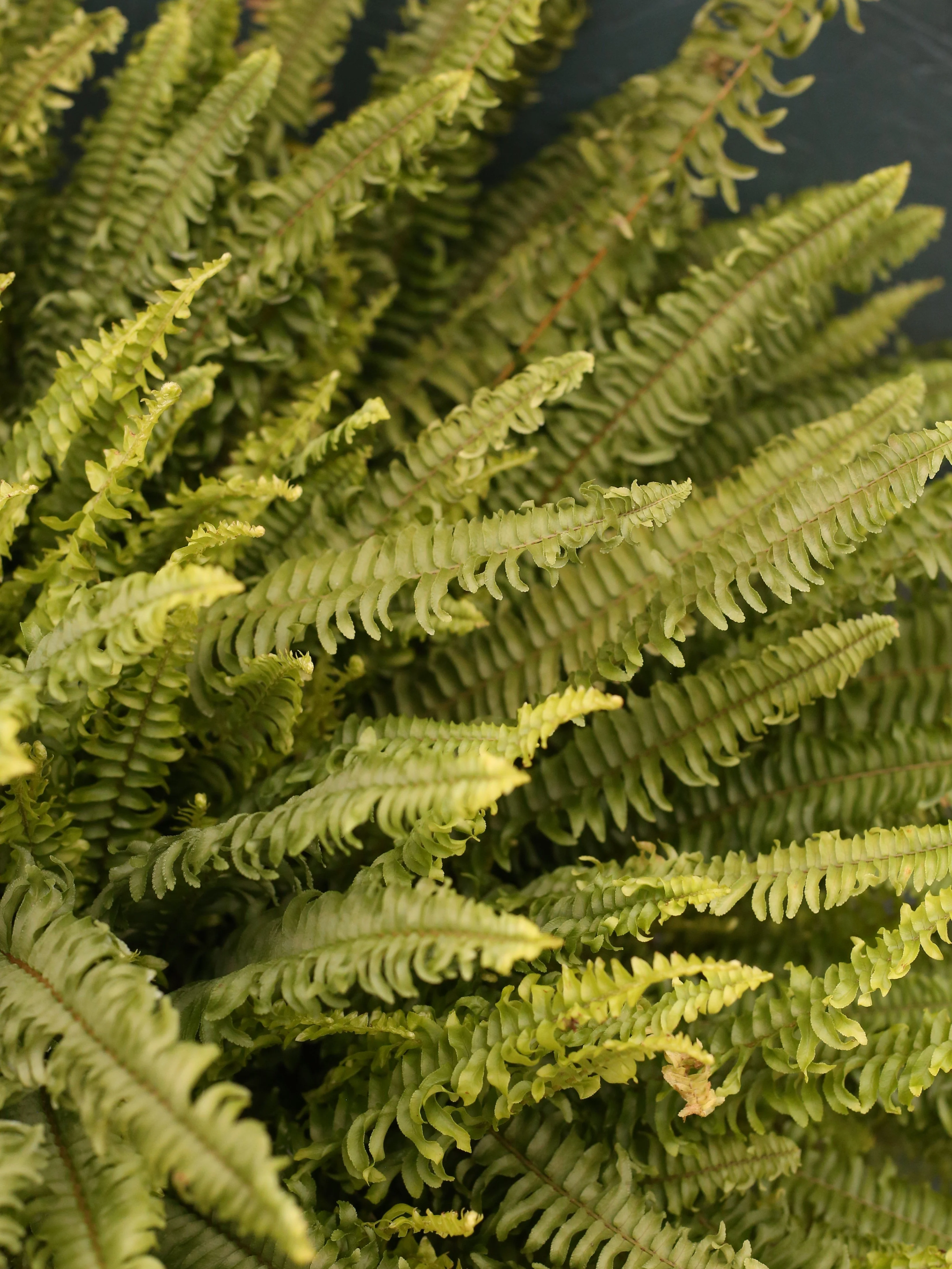 Hanging Basket | Boston Fern 10" - Image 4