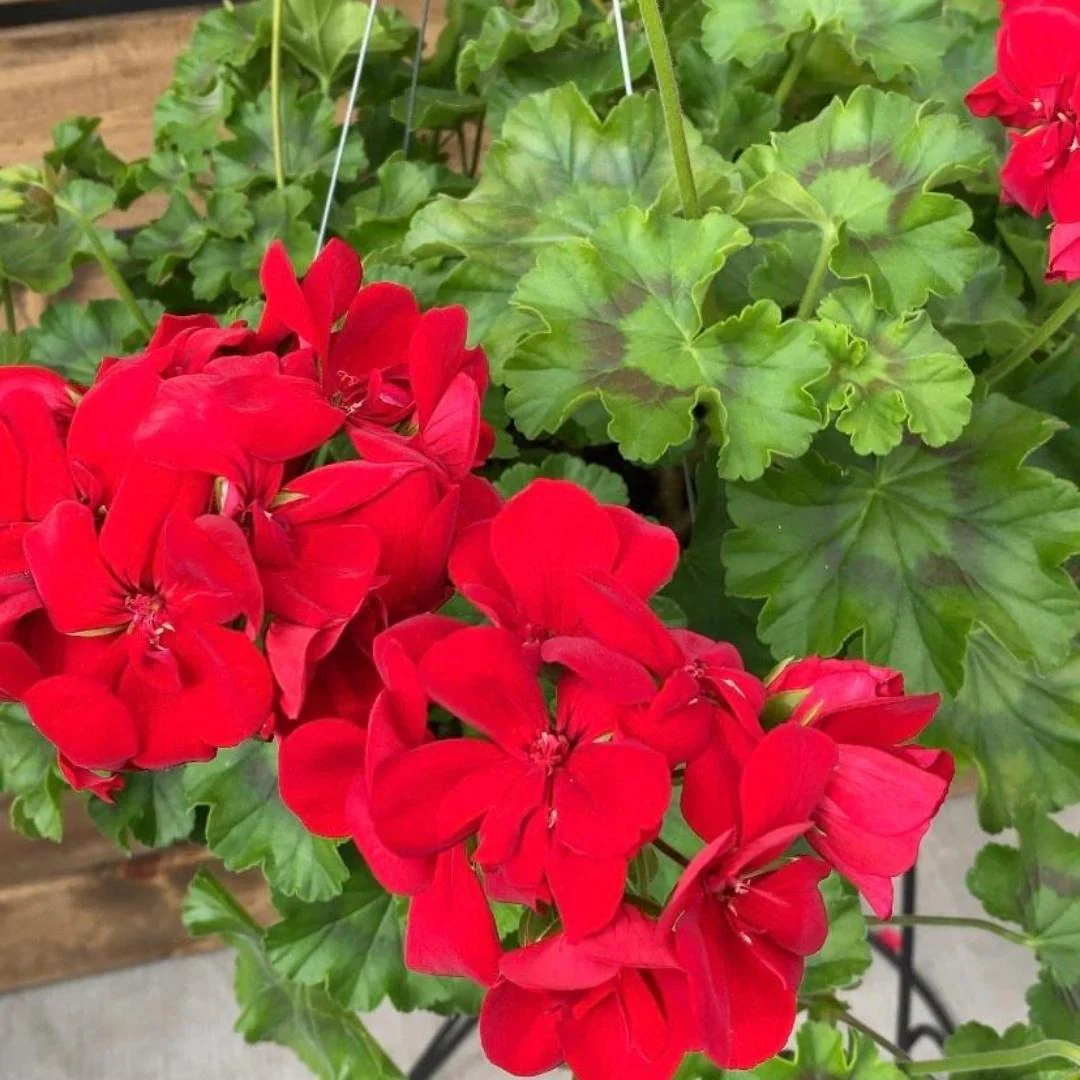 Hanging Basket Geranium | Calliope® Large Dark Red - Image 3
