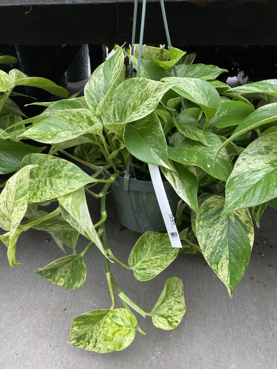 Pothos 'Marble Queen' Hanging Basket 8" - Image 3