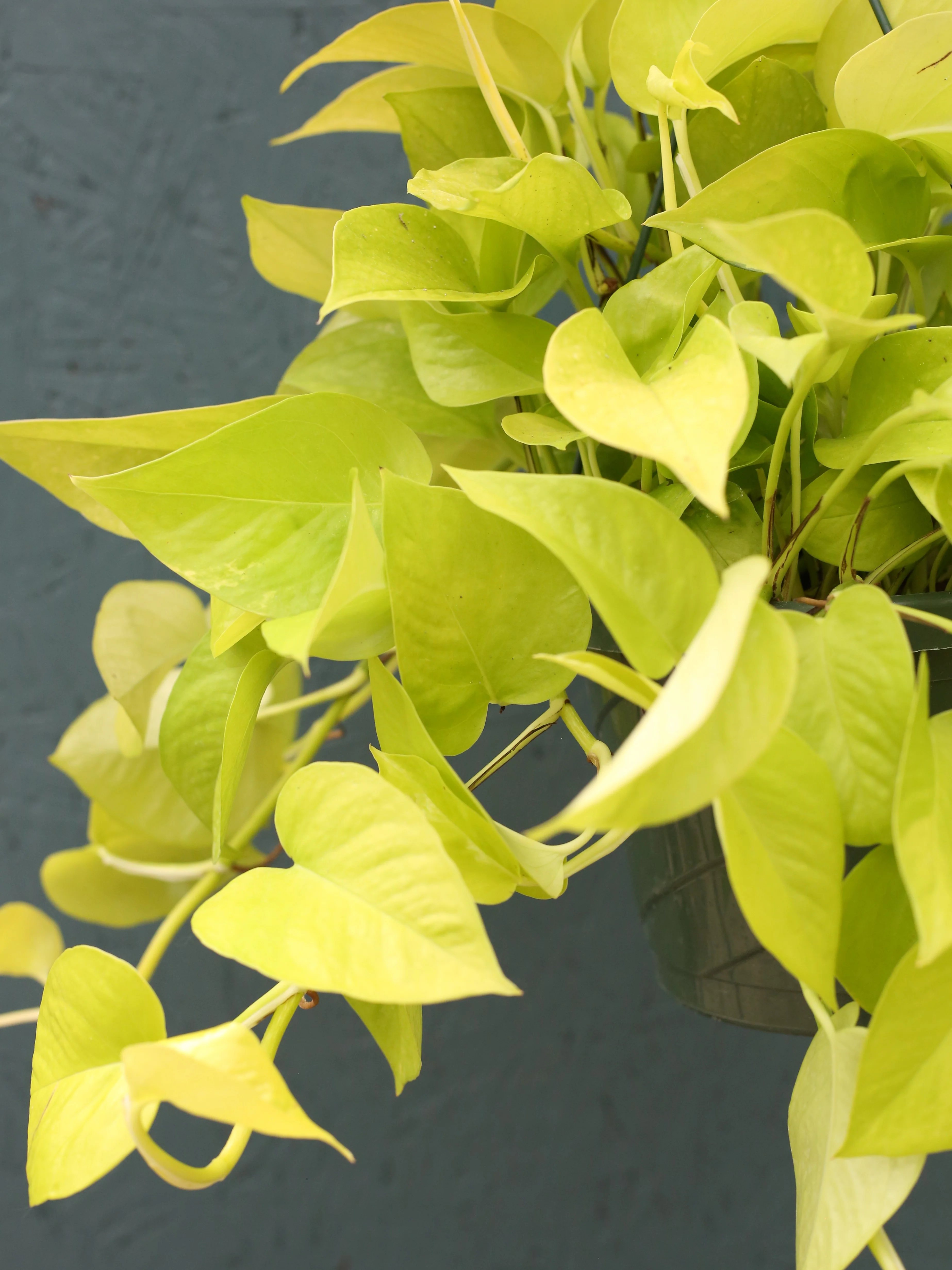 Hanging Basket Pothos 'Neon Queen' - Image 3