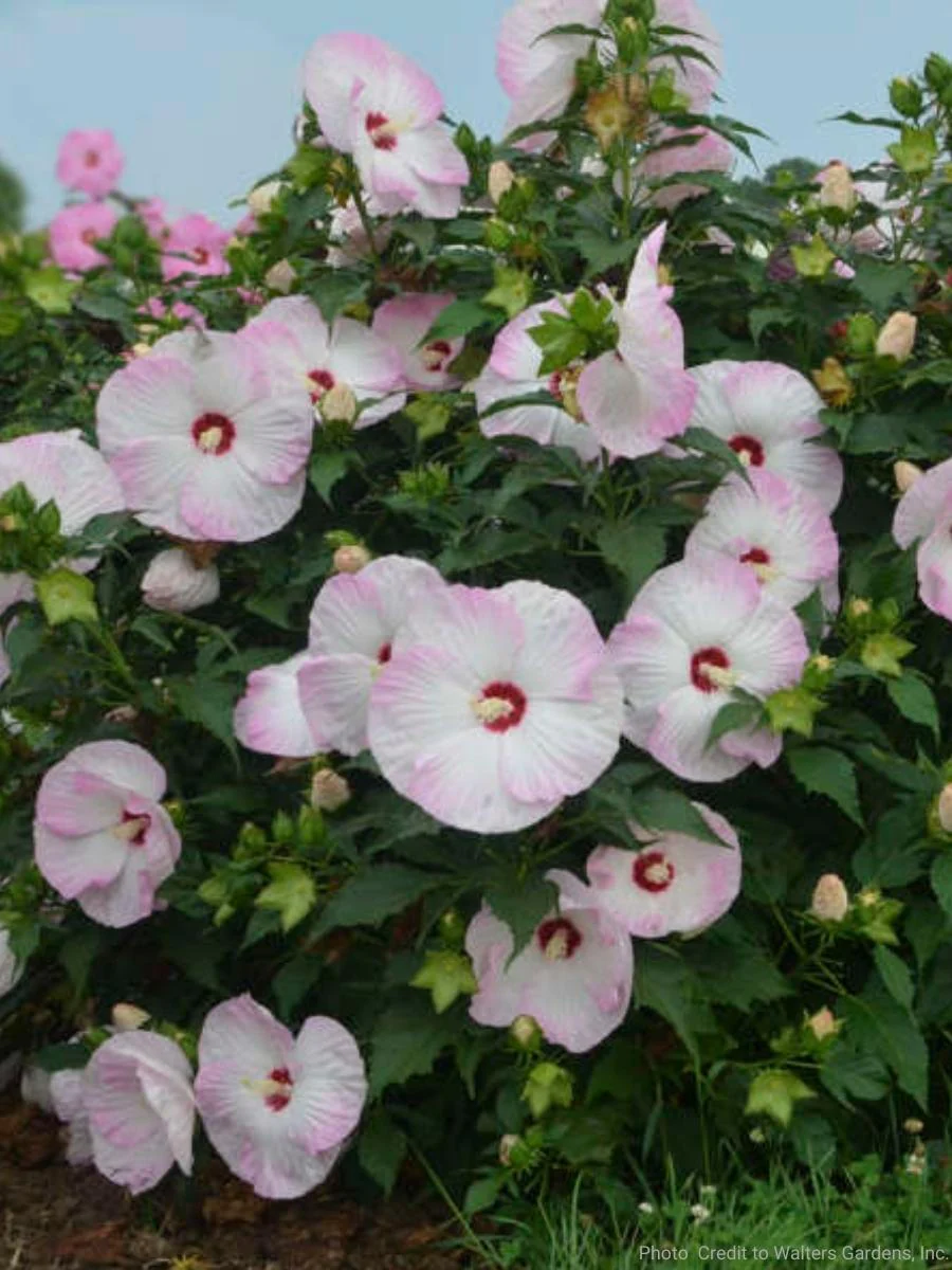 Hardy Hibiscus Summerific® 'Ballet Slippers' 3G - Image 3