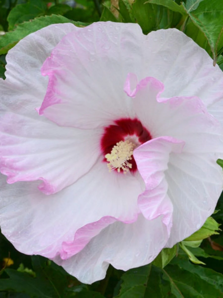 Hardy Hibiscus Summerific® 'Ballet Slippers' 3G - Image 4