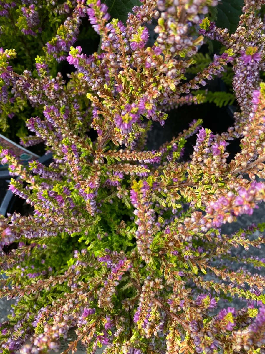 Heather 'Firefly' 1G - Image 3