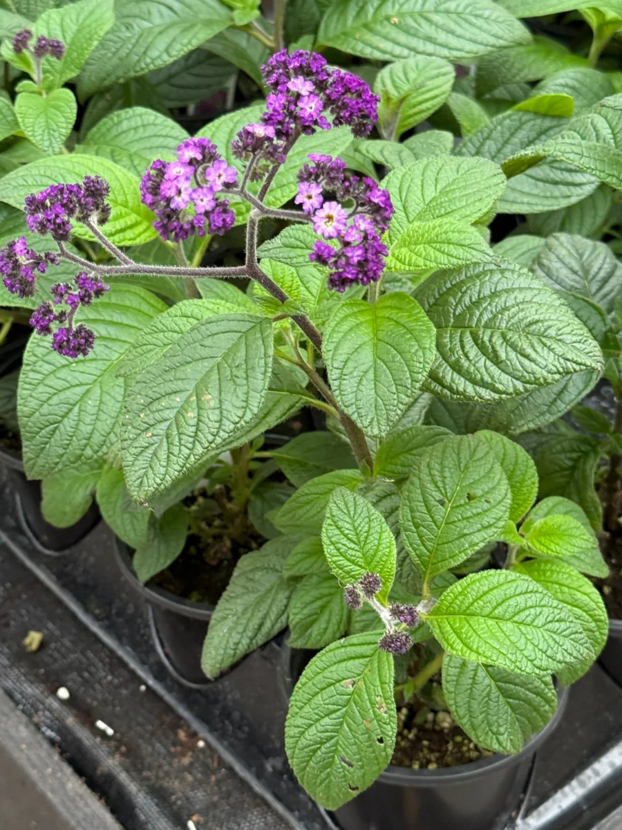 Heliotrope Fragrant Delight Qt.