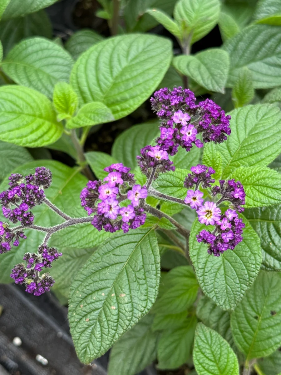 Heliotrope Fragrant Delight Qt. - Image 2