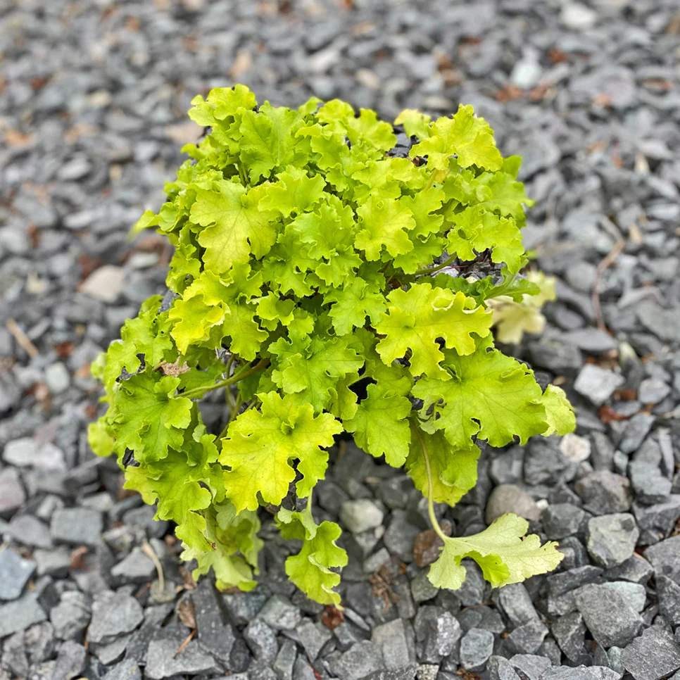Heuchera 'Lime Marmalade' - Image 3