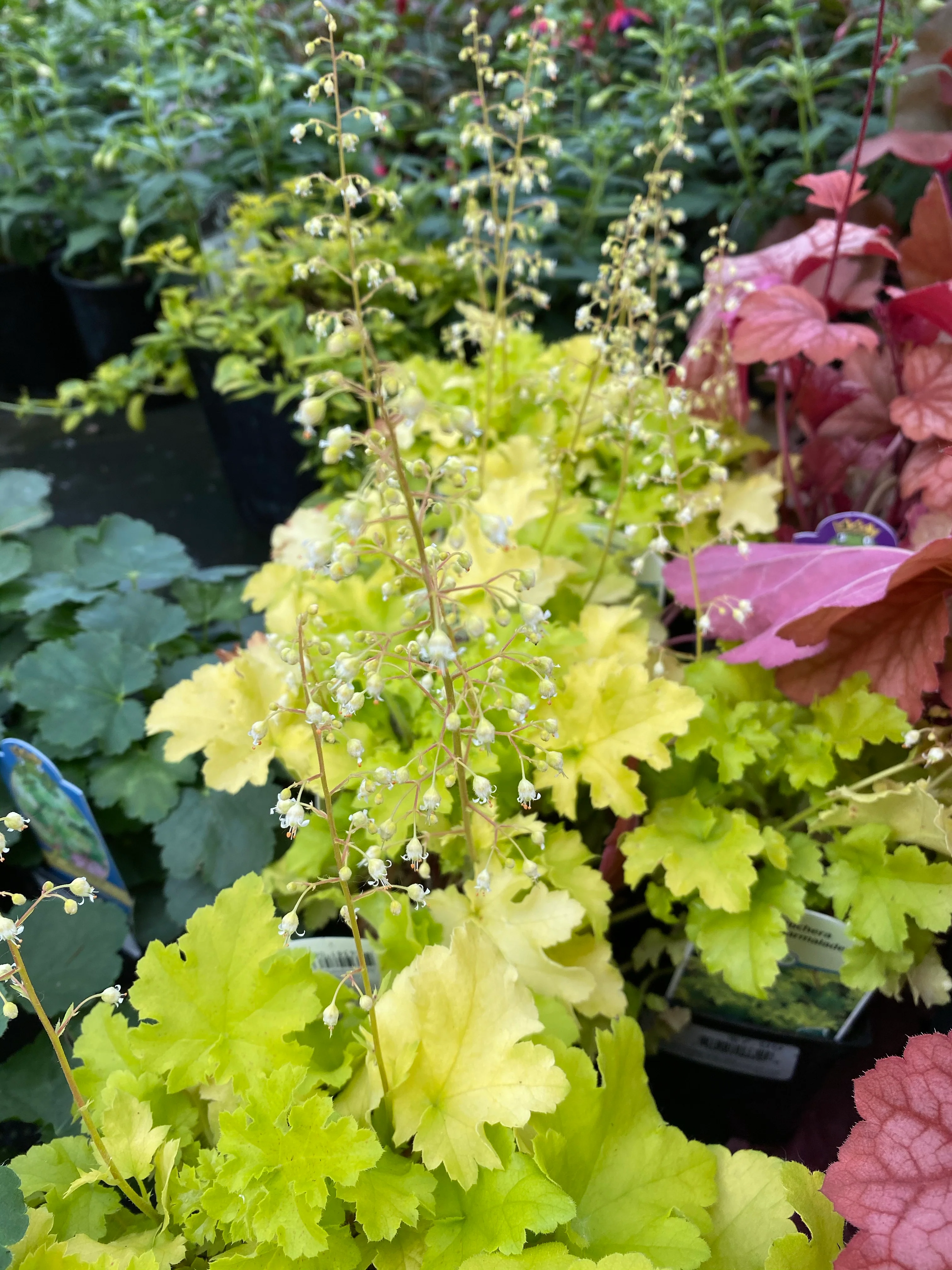 Heuchera 'Lime Marmalade' - Image 4