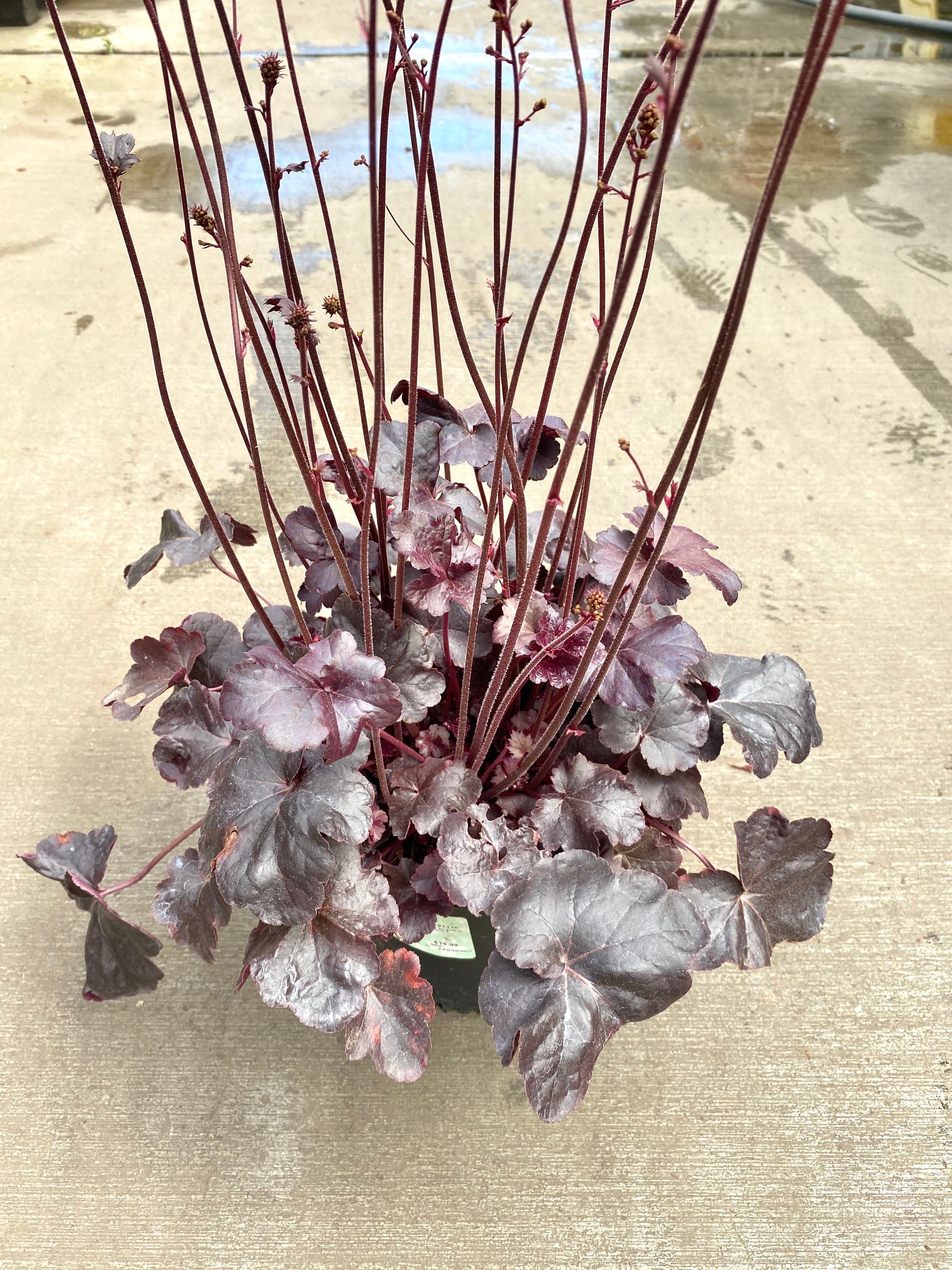 Heuchera 'Obsidian' - Image 3