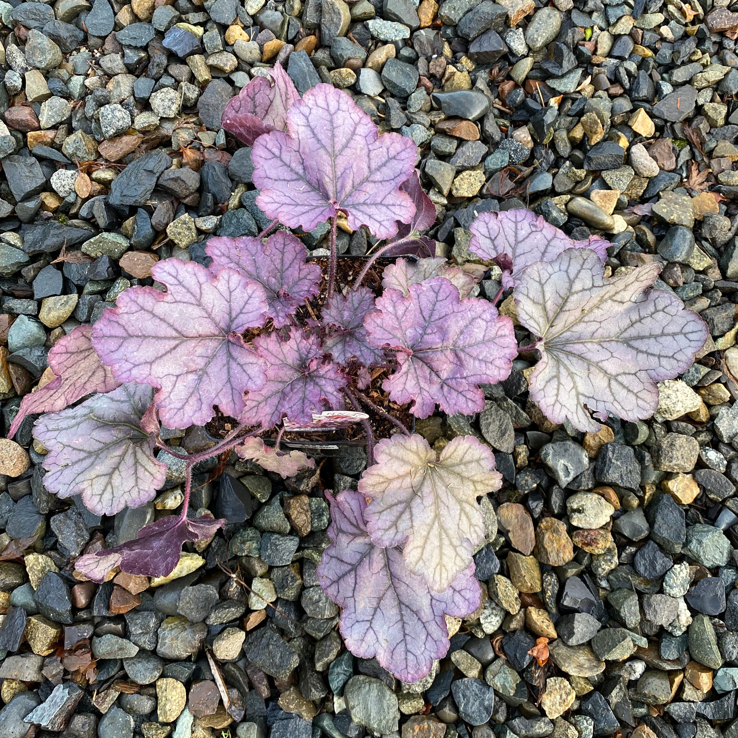 Heuchera Spellbound - Image 3