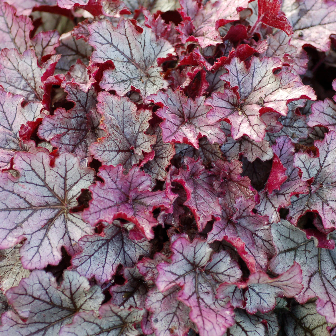 Heuchera Spellbound - Image 4