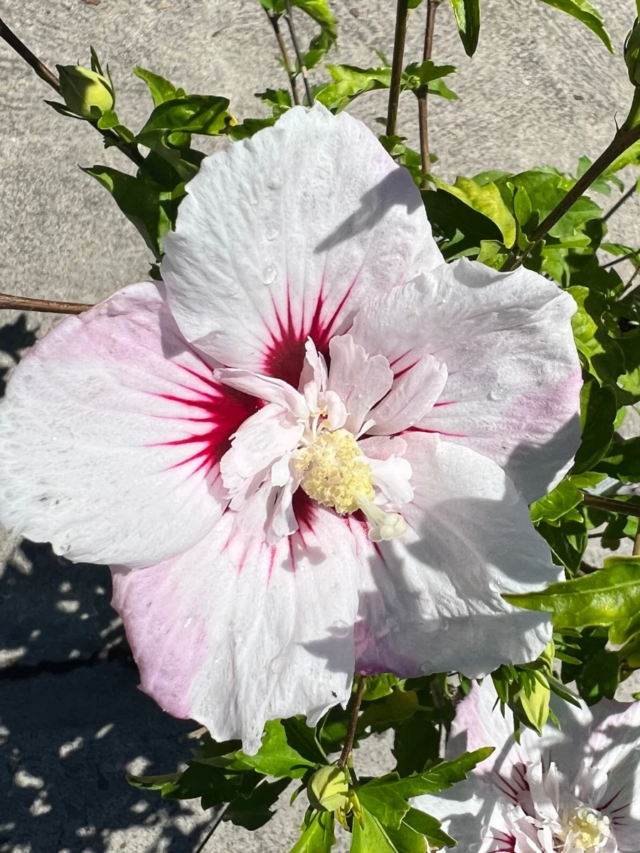 Hibiscus Rose of Sharon 'Fiji™' 2G - Image 3