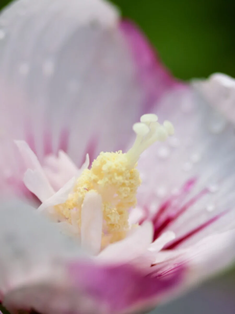 Hibiscus Rose of Sharon 'Fiji™' 2G - Image 4