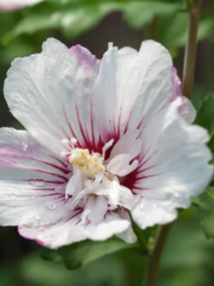 Hibiscus Rose of Sharon 'Fiji™' 2G - Image 5