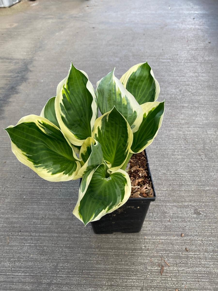 Hosta Patriot - Image 3