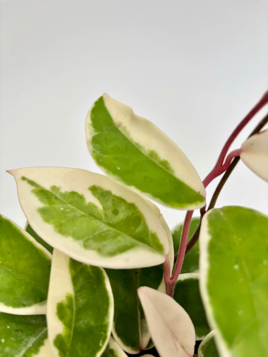 Hoya ‘Krimson Queen’ 4" - Image 3