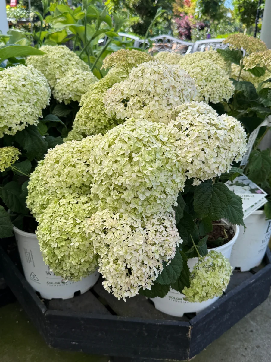 Hydrangea A Invincibelle Wee White 3G