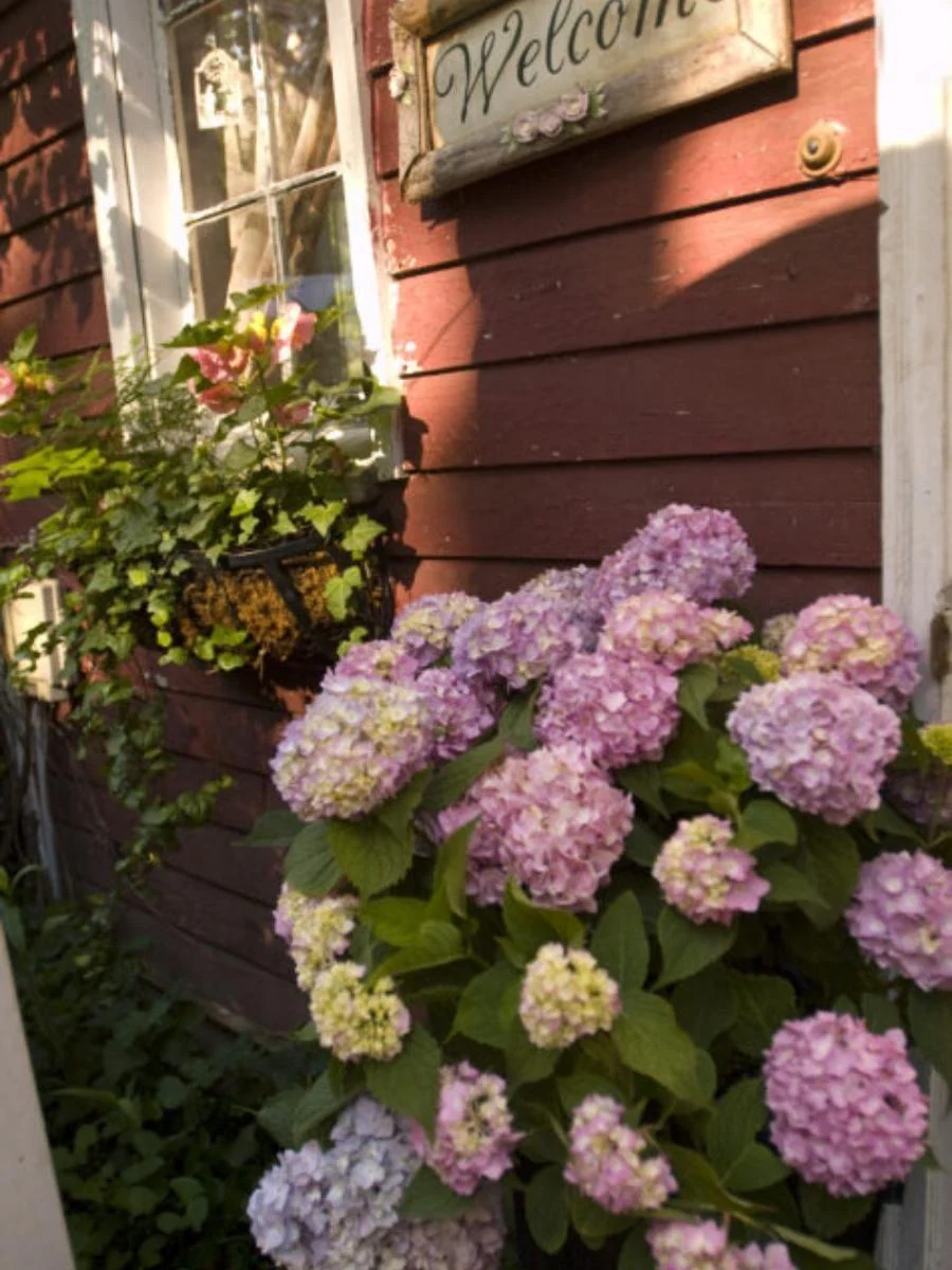 Hydrangea Macrophylla | Endless Summer® 'The Original' - Image 4