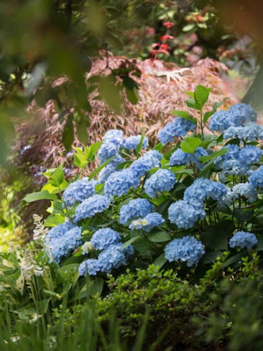 Hydrangea Macrophylla | Endless Summer® 'The Original' - Image 5