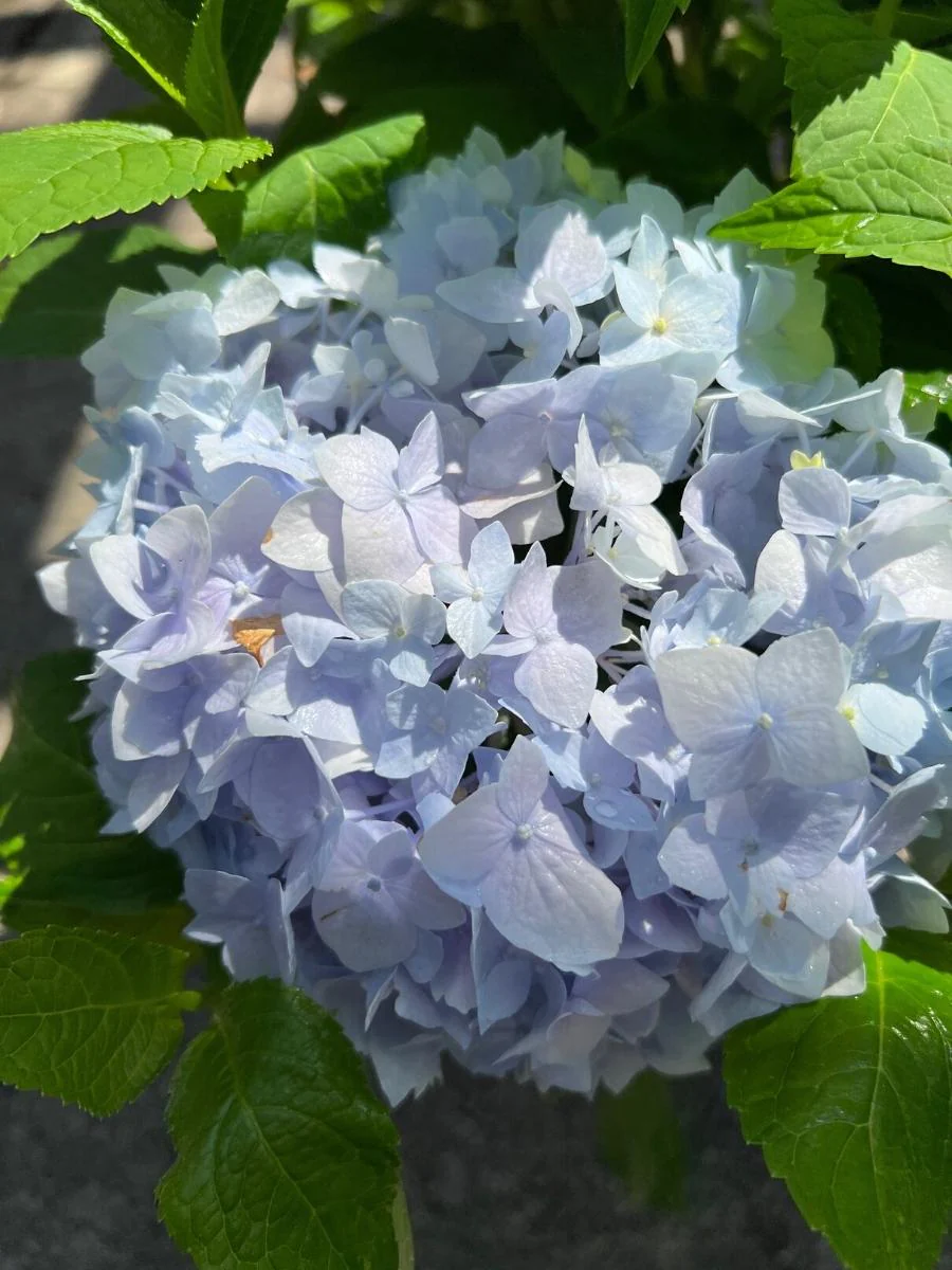 Hydrangea Macrophylla | Endless Summer® 'The Original' - Image 6
