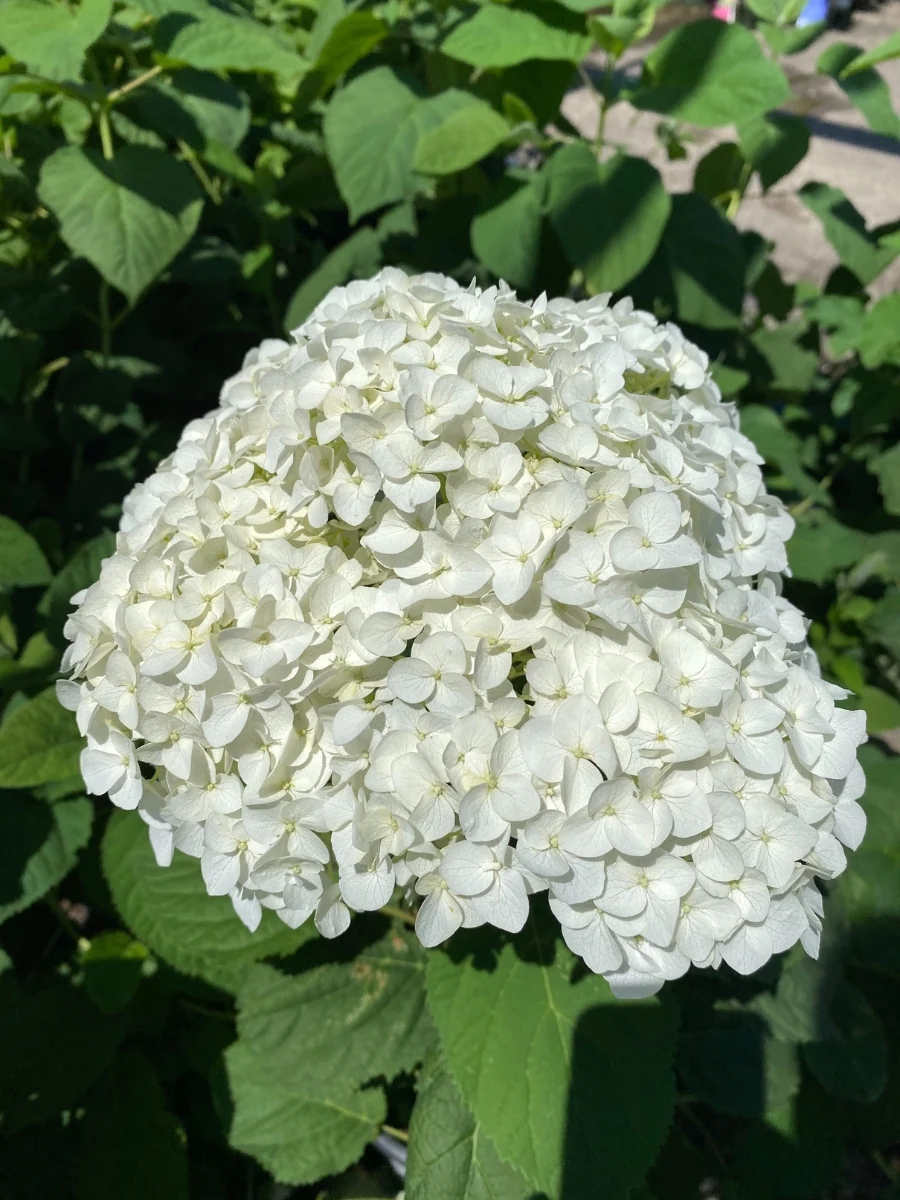 Hydrangea Arborescens | Incrediball® 2G - Image 3