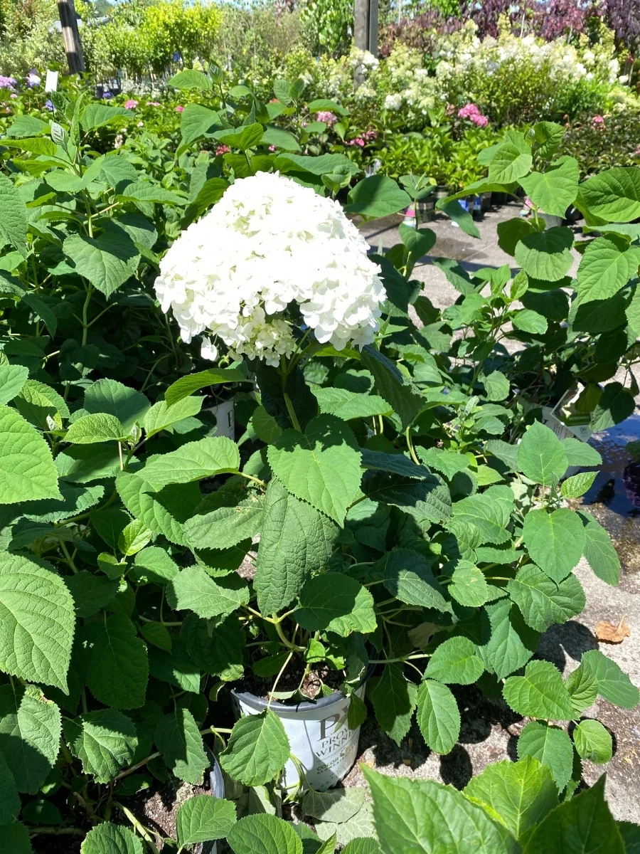 Hydrangea Arborescens | Incrediball® 2G - Image 4