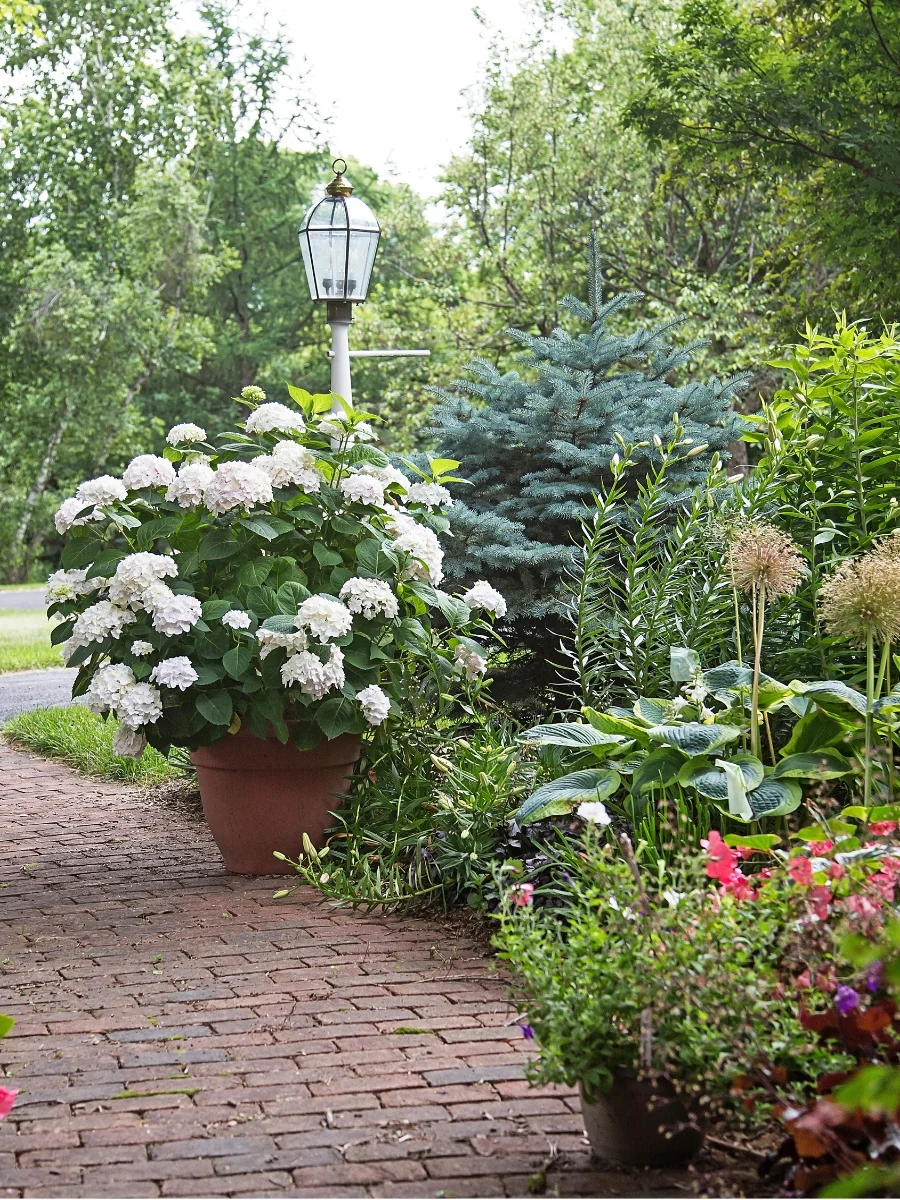 Hydrangea Endless Summer® 'Blushing Bride' - Image 5