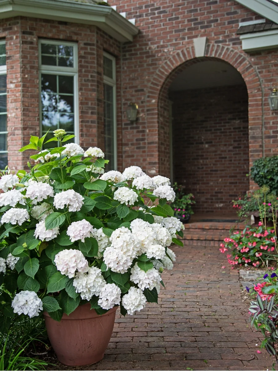 Hydrangea Endless Summer® 'Blushing Bride' - Image 6