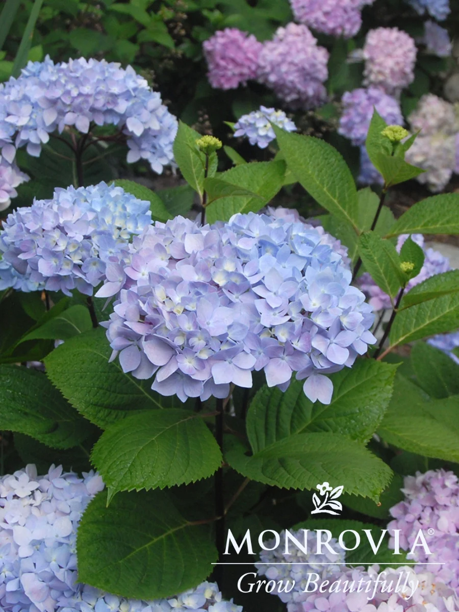 Hydrangea Macrophylla | Blue Enchantress® - Image 2