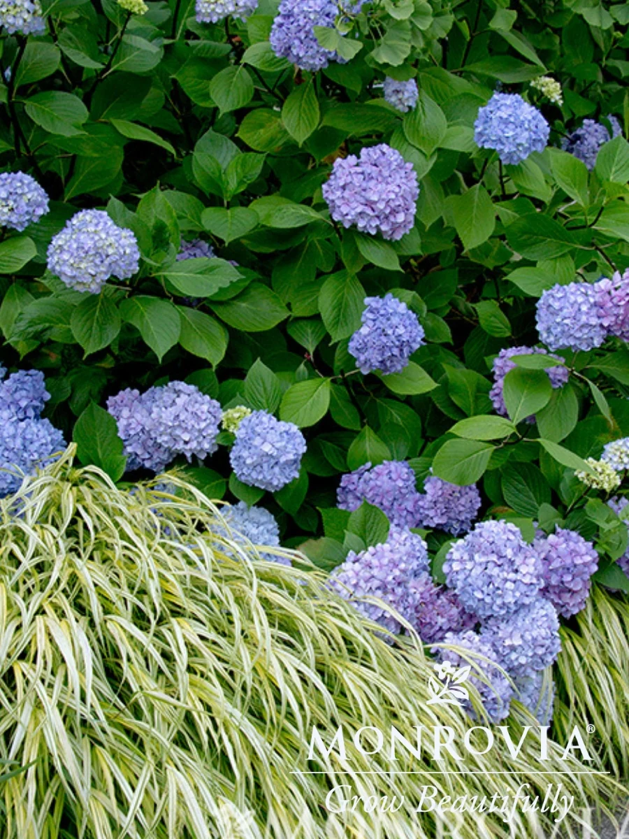 Hydrangea Macrophylla | Blue Enchantress® - Image 3
