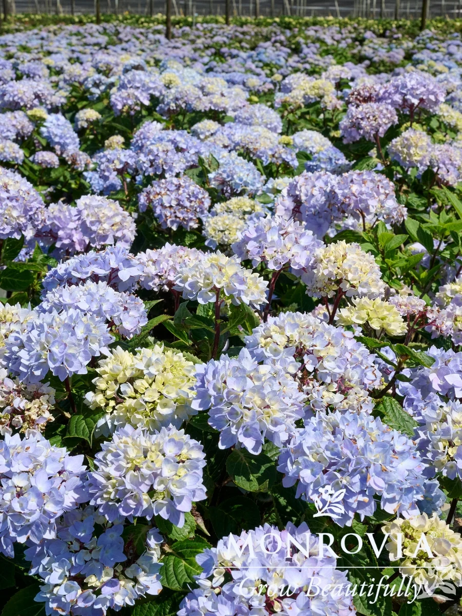 Hydrangea Macrophylla | Blue Enchantress® - Image 4