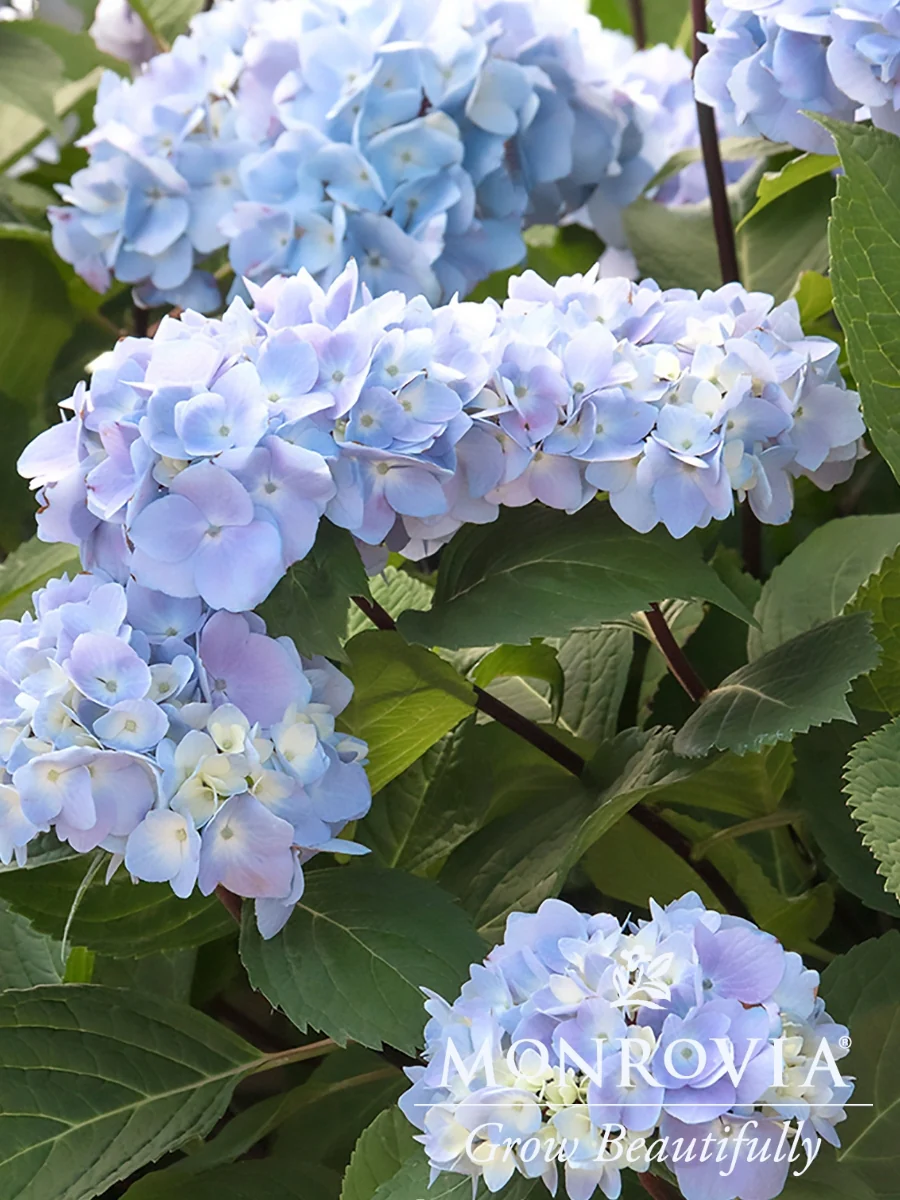Hydrangea Macrophylla | Blue Enchantress® - Image 5