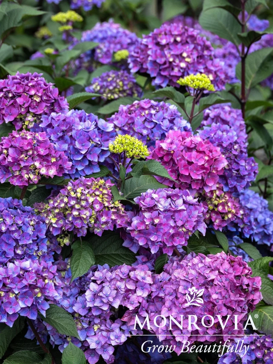 Hydrangea macrophylla Seaside Serenade® 'Pebble Beach' 2G - Image 3