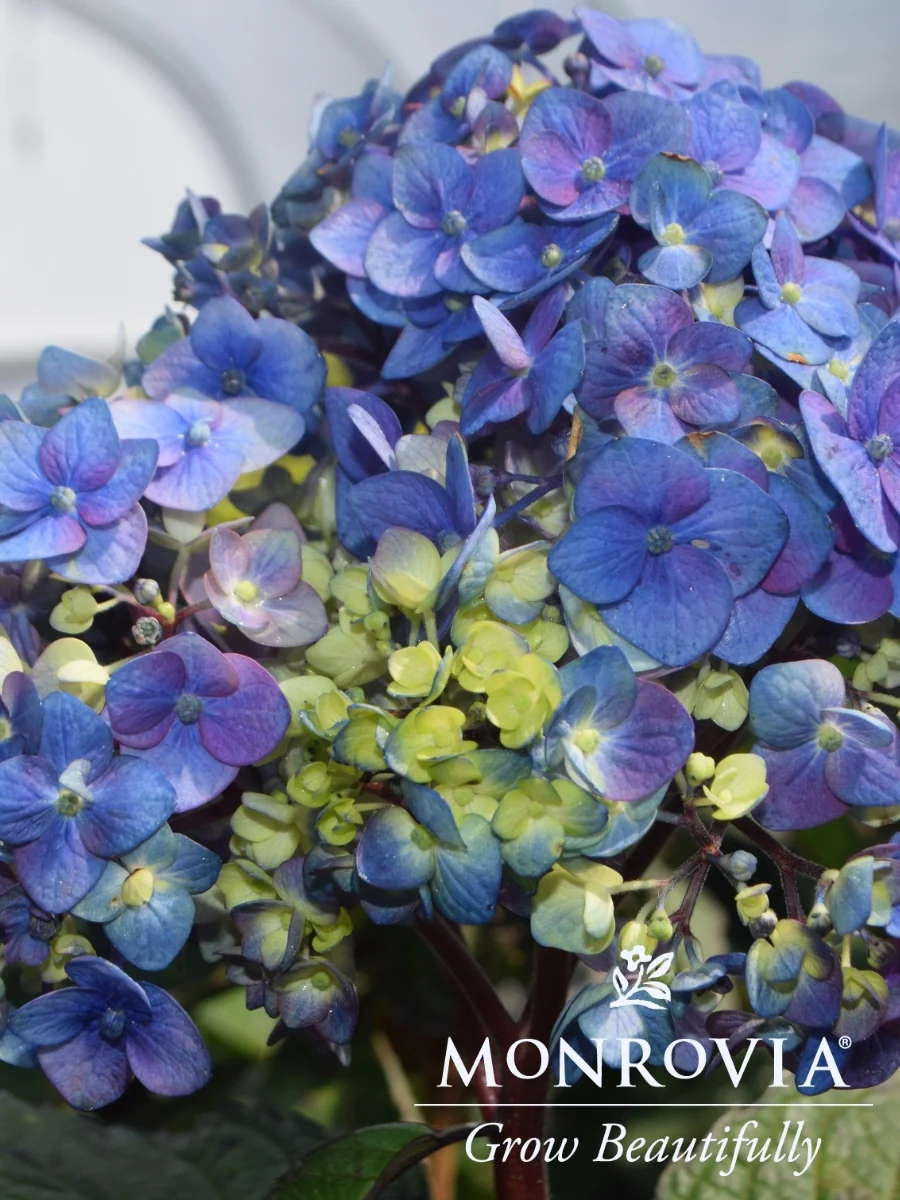 Hydrangea macrophylla Seaside Serenade® 'Pebble Beach' 2G - Image 4
