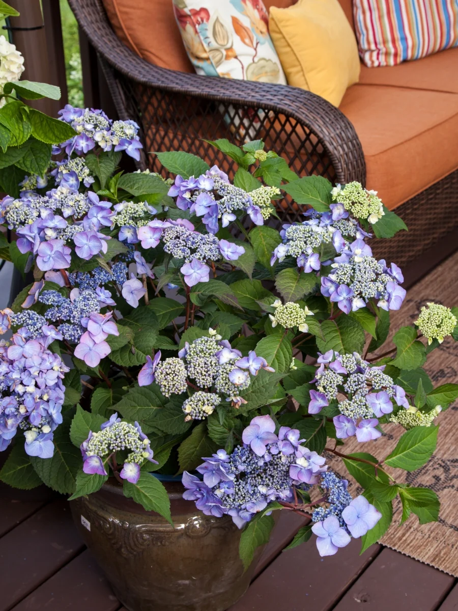 Hydrangea Macrophylla | Endless Summer® Twist-n-Shout® 2G - Image 3