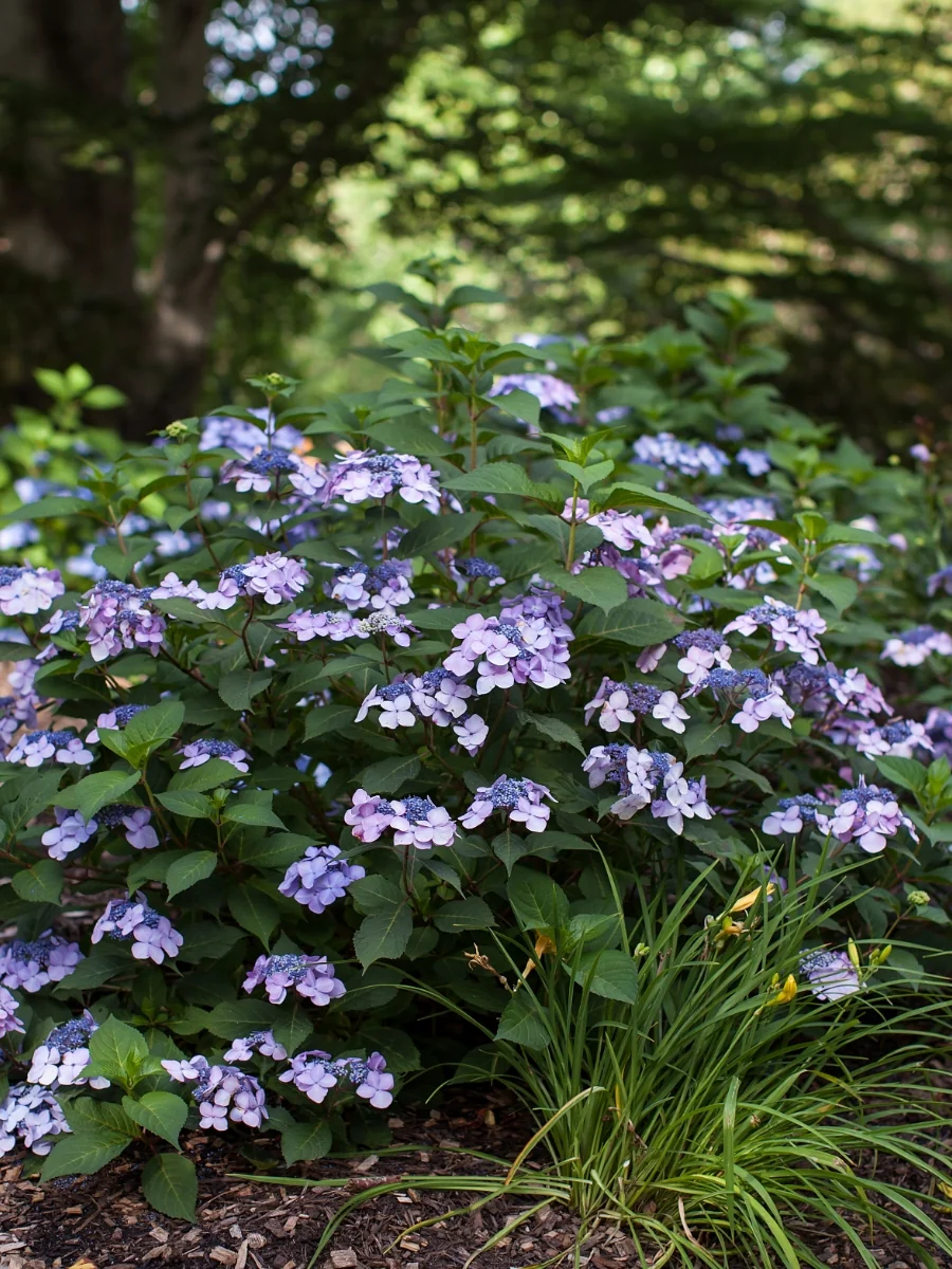 Hydrangea Macrophylla | Endless Summer® Twist-n-Shout® 2G - Image 4