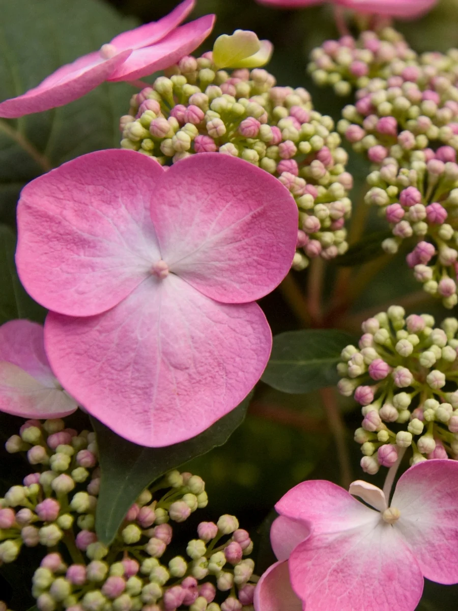 Hydrangea Macrophylla | Endless Summer® Twist-n-Shout® 2G - Image 5