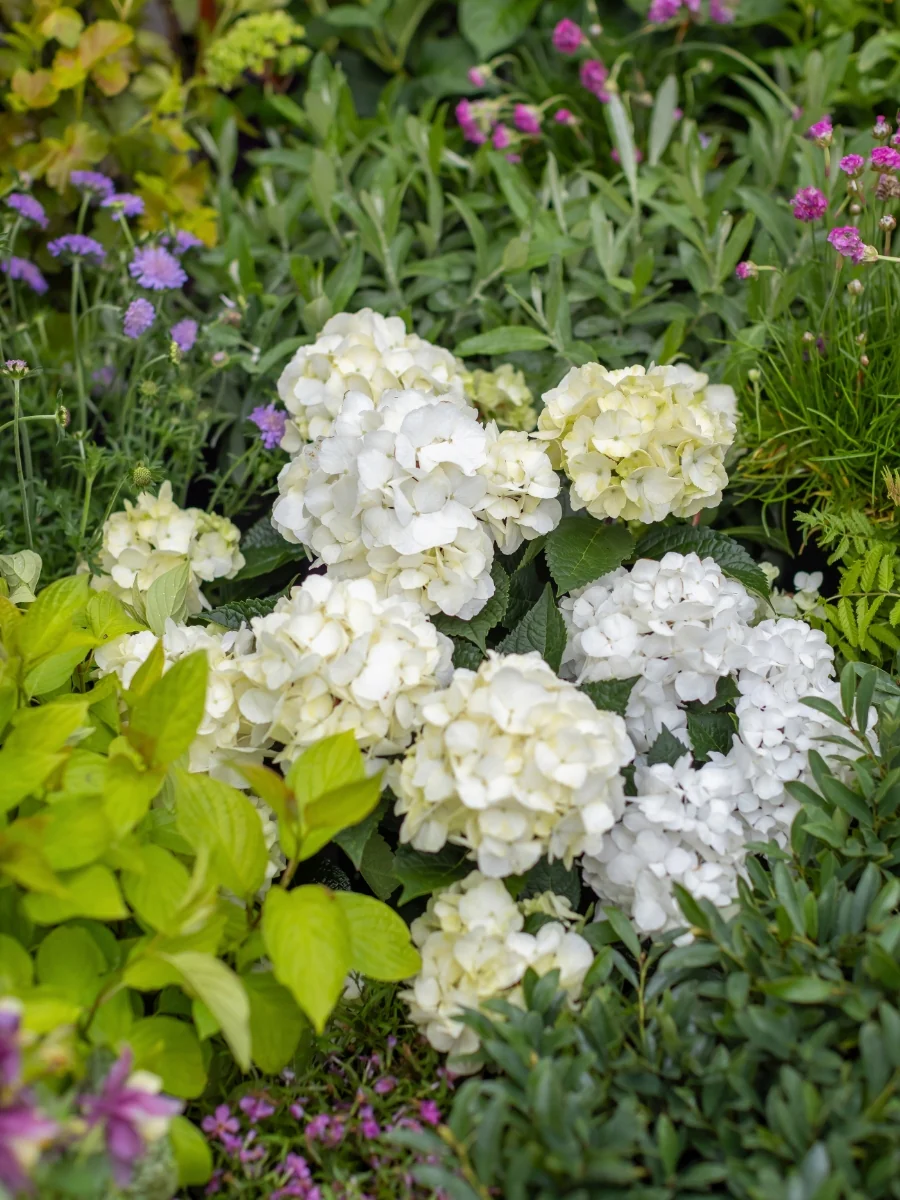 Hydrangea macrophylla Endless Summer® 'Dreamcloud' 2G - Image 3