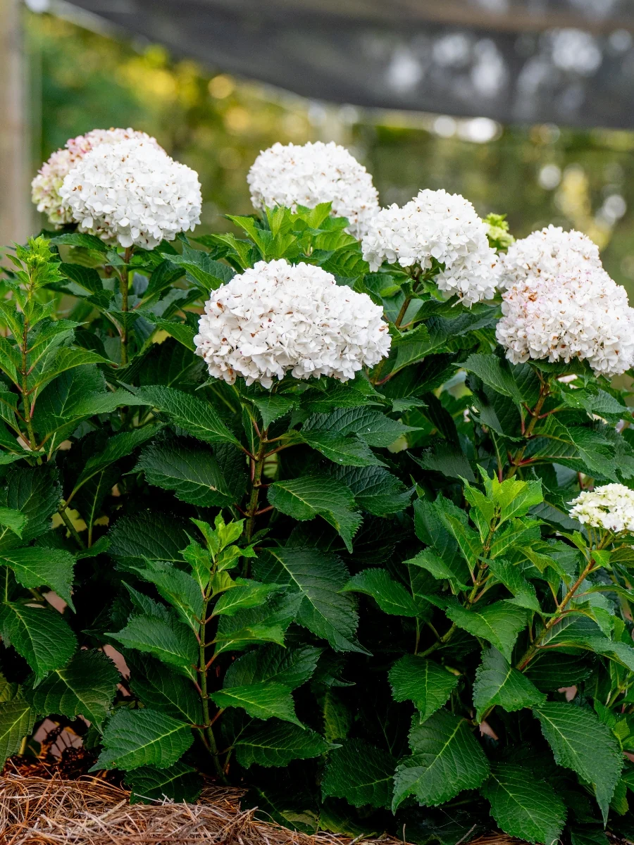 Hydrangea macrophylla Endless Summer® 'Dreamcloud' 2G - Image 4