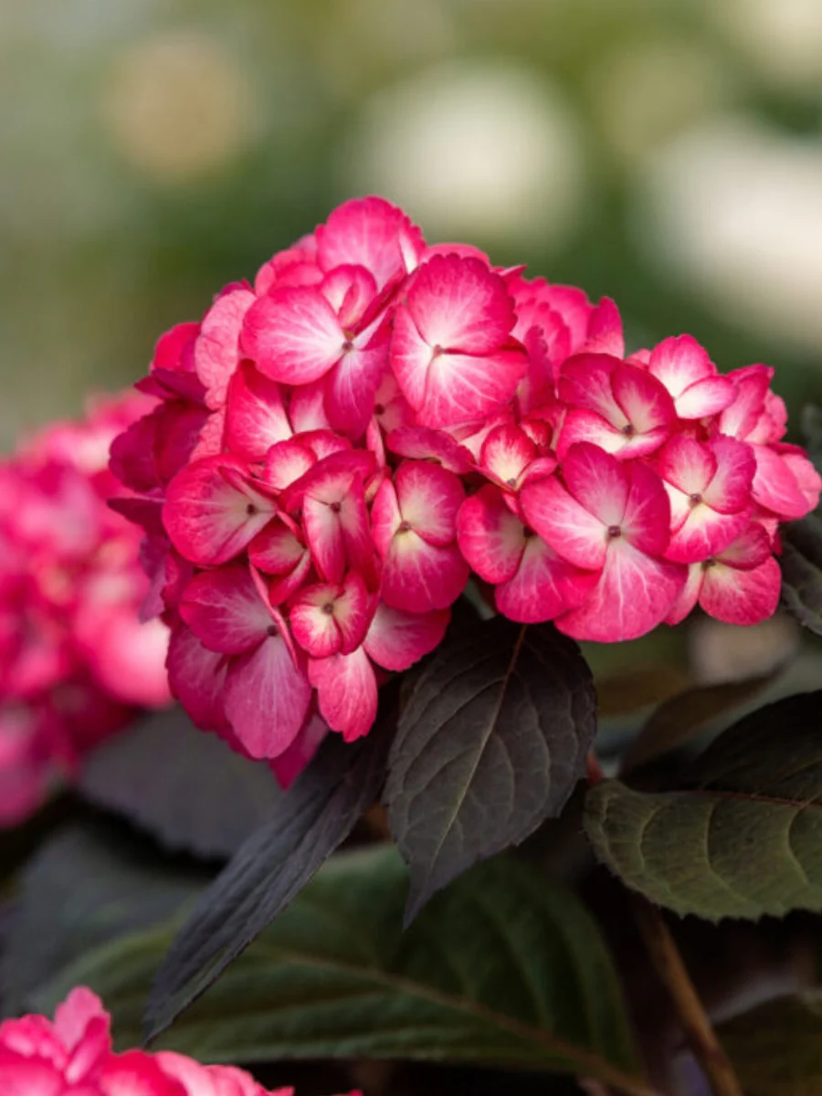Hydrangea Macrophylla | First Editions® Eclipse® - Image 3