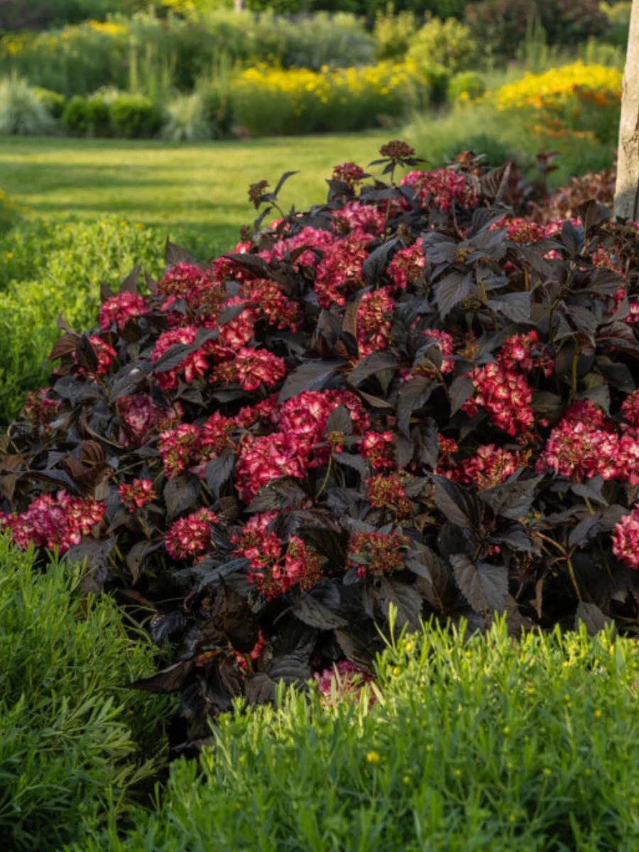 Hydrangea Macrophylla | First Editions® Eclipse® - Image 4