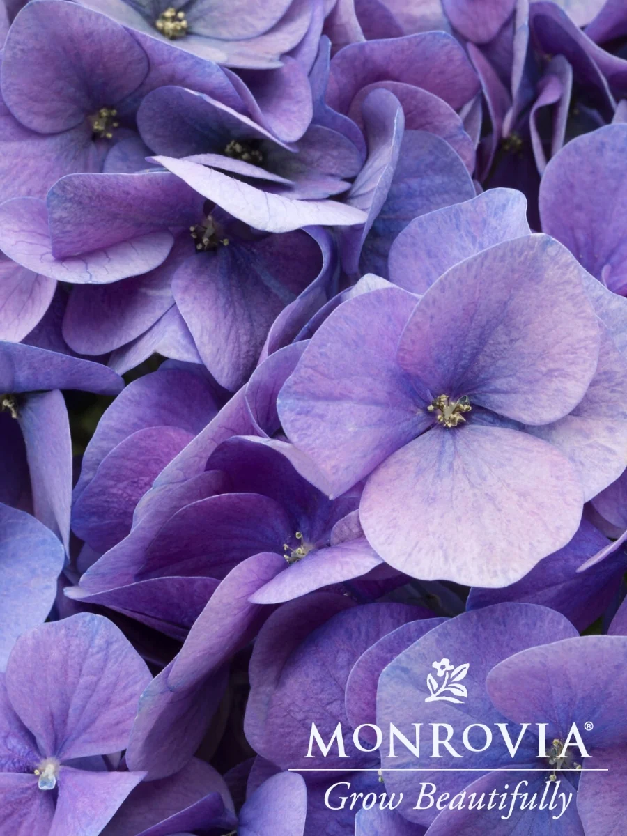 Hydrangea Macrophylla 'Hi™ Horizon Blue' 2G