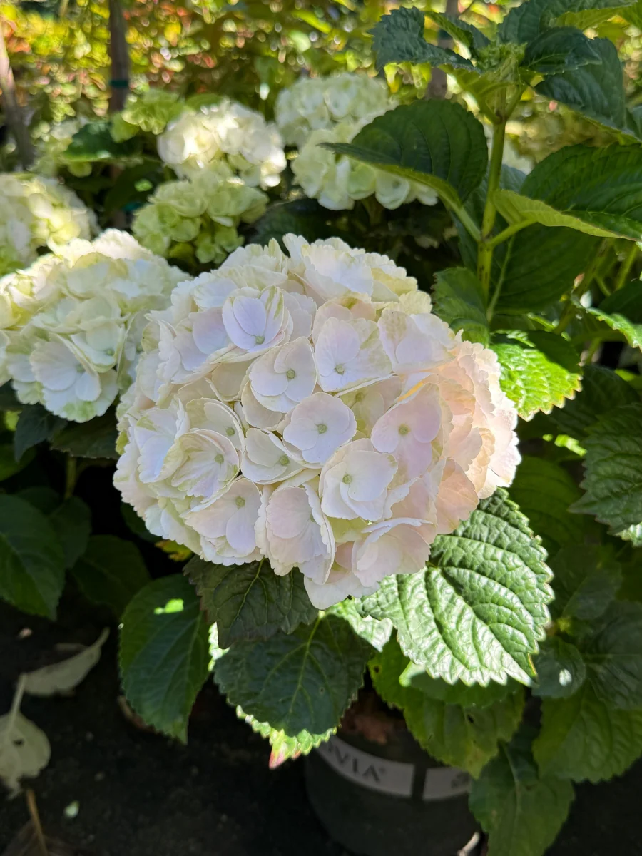 Hydrangea macrophylla 'Hi™ White Sun' 2G