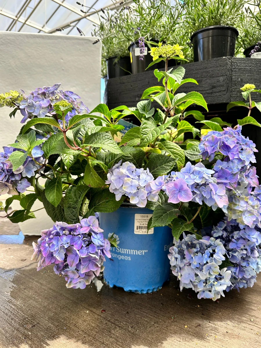 Hydrangea Macrophylla | Endless Summer® Pop Star® 2G - Image 3